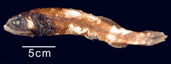 Media type: image; Ichthyology 162894